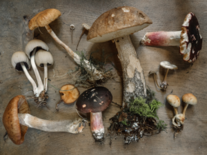 Healthy Mushrooms